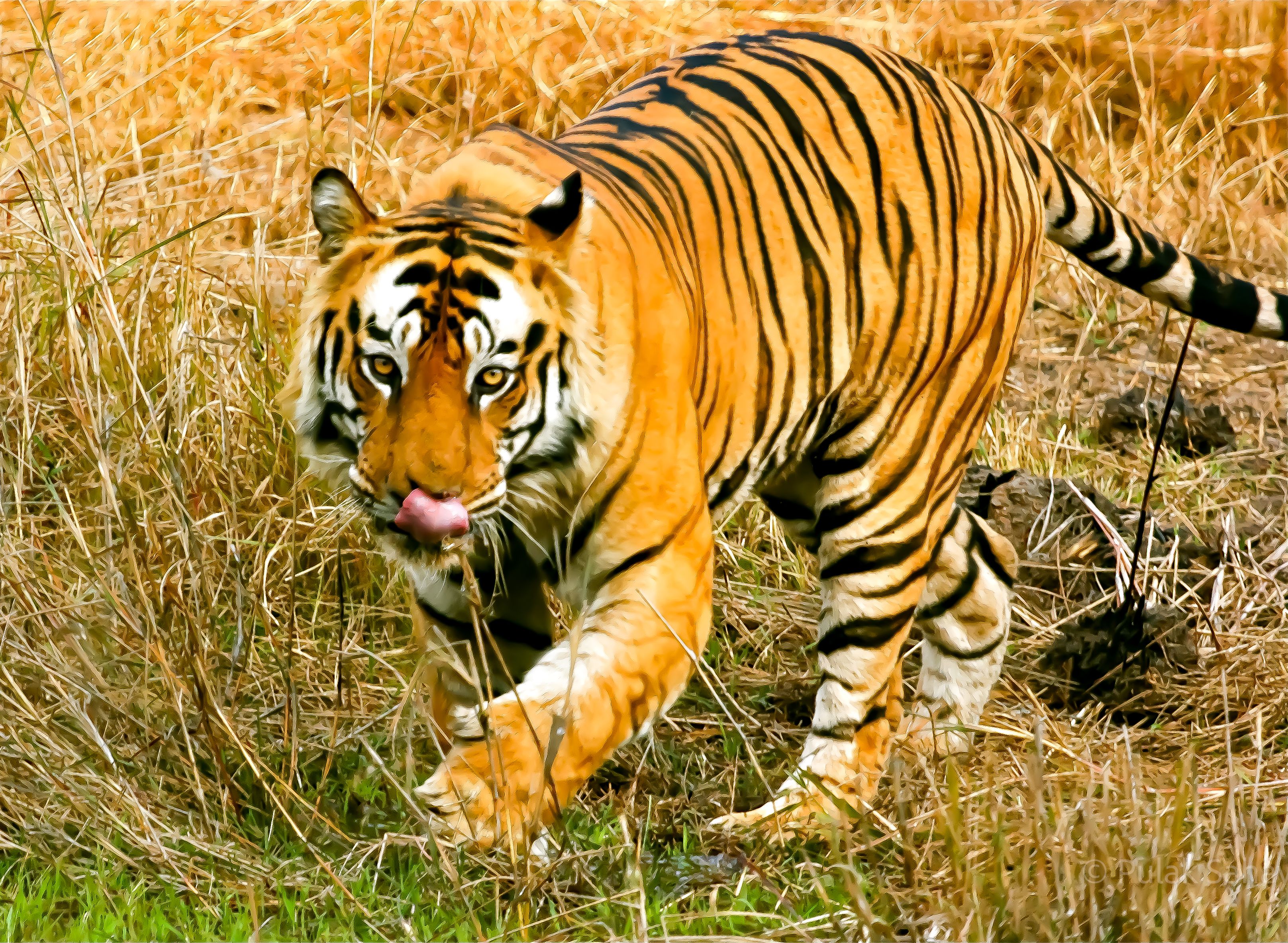 Tiger licking